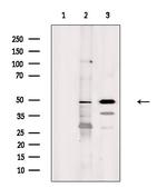 CtBP1 Antibody in Western Blot (WB)