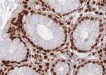 MEKK4 Antibody in Immunohistochemistry (Paraffin) (IHC (P))