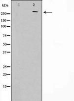 Phospho-Protein APC (Ser2054) Antibody in Western Blot (WB)