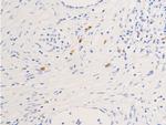 Phospho-Glucocorticoid Receptor (Ser211) Antibody in Immunohistochemistry (Paraffin) (IHC (P))