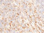 Phospho-Chk1 (Ser317) Antibody in Immunohistochemistry (Paraffin) (IHC (P))