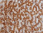 Phospho-HDAC3 (Ser424) Antibody in Immunohistochemistry (Paraffin) (IHC (P))