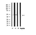 Phospho-HDAC3 (Ser424) Antibody in Western Blot (WB)