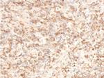 Phospho-TAK1 (Thr187) Antibody in Immunohistochemistry (Paraffin) (IHC (P))