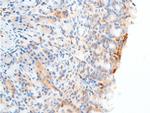 Phospho-Chk2 (Ser516) Antibody in Immunohistochemistry (Paraffin) (IHC (P))