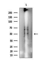 Phospho-p47phox (Ser359) Antibody in Western Blot (WB)