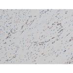 Phospho-GATA1 (Ser142) Antibody in Immunohistochemistry (Paraffin) (IHC (P))