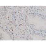 Phospho-GATA1 (Ser142) Antibody in Immunohistochemistry (Paraffin) (IHC (P))