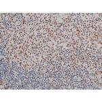 Phospho-GATA1 (Ser142) Antibody in Immunohistochemistry (Paraffin) (IHC (P))