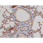 Phospho-GATA1 (Ser142) Antibody in Immunohistochemistry (Paraffin) (IHC (P))