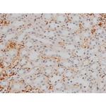 Phospho-GATA1 (Ser142) Antibody in Immunohistochemistry (Paraffin) (IHC (P))