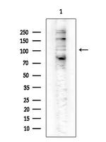 Phospho-NFkB p105 (Ser907) Antibody in Western Blot (WB)