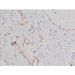 Phospho-Cdc25A (Ser124) Antibody in Immunohistochemistry (Paraffin) (IHC (P))