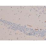 Phospho-Cdc25A (Ser124) Antibody in Immunohistochemistry (Paraffin) (IHC (P))