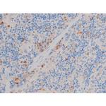 Phospho-Cdc25A (Ser124) Antibody in Immunohistochemistry (Paraffin) (IHC (P))