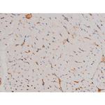 Phospho-Cdc25A (Ser124) Antibody in Immunohistochemistry (Paraffin) (IHC (P))