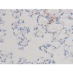 Phospho-Cdc25A (Ser124) Antibody in Immunohistochemistry (Paraffin) (IHC (P))