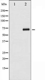 Phospho-Cdc25A (Ser124) Antibody in Western Blot (WB)