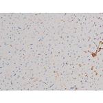 Phospho-CDC25A (Thr507) Antibody in Immunohistochemistry (Paraffin) (IHC (P))