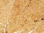 Phospho-SREBP1 (Ser439) Antibody in Immunohistochemistry (Paraffin) (IHC (P))