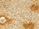 Phospho-SREBP1 (Ser439) Antibody in Immunohistochemistry (Paraffin) (IHC (P))