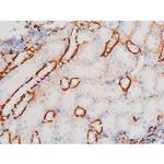 Phospho-JNK1/JNK2/JNK3 (Thr183) Antibody in Immunohistochemistry (Paraffin) (IHC (P))