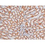 Phospho-JNK1/JNK2/JNK3 (Thr183) Antibody in Immunohistochemistry (Paraffin) (IHC (P))