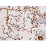 Phospho-SMAD2/SMAD3 (Thr8) Antibody in Immunohistochemistry (Paraffin) (IHC (P))