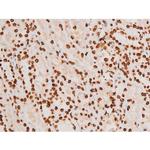 Phospho-C-rel (Ser503) Antibody in Immunohistochemistry (Paraffin) (IHC (P))