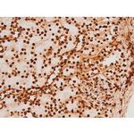 Phospho-C-rel (Ser503) Antibody in Immunohistochemistry (Paraffin) (IHC (P))