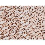 Phospho-C-rel (Ser503) Antibody in Immunohistochemistry (Paraffin) (IHC (P))