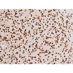 Phospho-C-rel (Ser503) Antibody in Immunohistochemistry (Paraffin) (IHC (P))