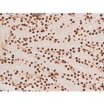 Phospho-C-rel (Ser503) Antibody in Immunohistochemistry (Paraffin) (IHC (P))