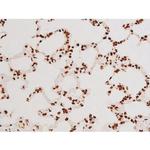 Phospho-C-rel (Ser503) Antibody in Immunohistochemistry (Paraffin) (IHC (P))