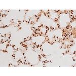 Phospho-C-rel (Ser503) Antibody in Immunohistochemistry (Paraffin) (IHC (P))