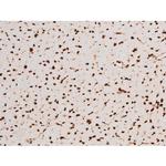 Phospho-C-rel (Ser503) Antibody in Immunohistochemistry (Paraffin) (IHC (P))