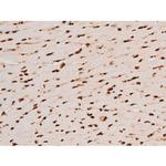 Phospho-C-rel (Ser503) Antibody in Immunohistochemistry (Paraffin) (IHC (P))