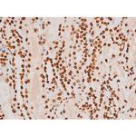 Phospho-C-rel (Ser503) Antibody in Immunohistochemistry (Paraffin) (IHC (P))