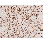 Phospho-C-rel (Ser503) Antibody in Immunohistochemistry (Paraffin) (IHC (P))