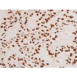 Phospho-C-rel (Ser503) Antibody in Immunohistochemistry (Paraffin) (IHC (P))