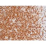 Phospho-C-rel (Ser503) Antibody in Immunohistochemistry (Paraffin) (IHC (P))