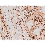 Phospho-C-rel (Ser503) Antibody in Immunohistochemistry (Paraffin) (IHC (P))