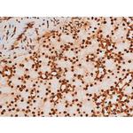 Phospho-C-rel (Ser503) Antibody in Immunohistochemistry (Paraffin) (IHC (P))