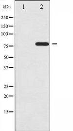 Phospho-C-rel (Ser503) Antibody in Western Blot (WB)