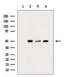 BMP-3 Antibody in Western Blot (WB)