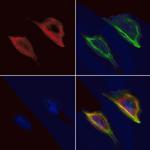 Aquaporin 5 Antibody in Immunocytochemistry (ICC/IF)