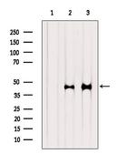 SERPINB2 Antibody in Western Blot (WB)