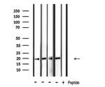 PDGF-A Antibody in Western Blot (WB)