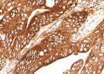 Cathepsin E Antibody in Immunohistochemistry (Paraffin) (IHC (P))