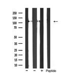 ITGA3 Antibody in Western Blot (WB)